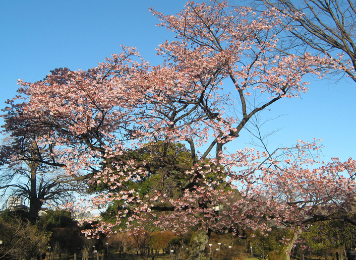 桜　サクラ　さくら　小石川植物園　米田商店_e0127948_046968.jpg
