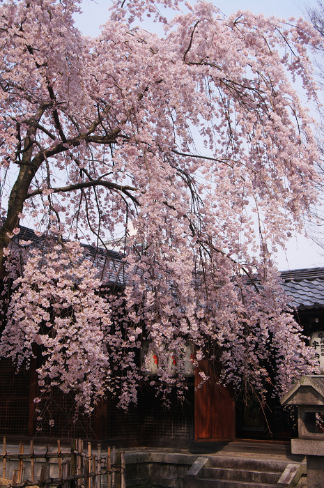 縣神社のあがた桜(宇治・縣神社)_f0155048_23344871.jpg