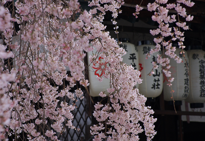縣神社のあがた桜(宇治・縣神社)_f0155048_23361383.jpg