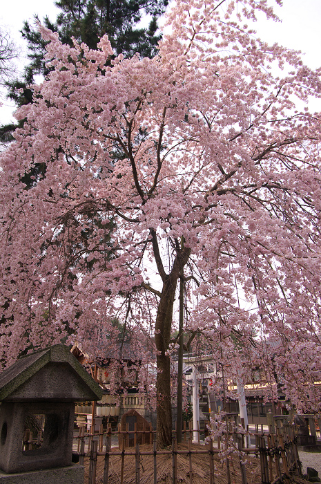 縣神社のあがた桜(宇治・縣神社)_f0155048_23362119.jpg