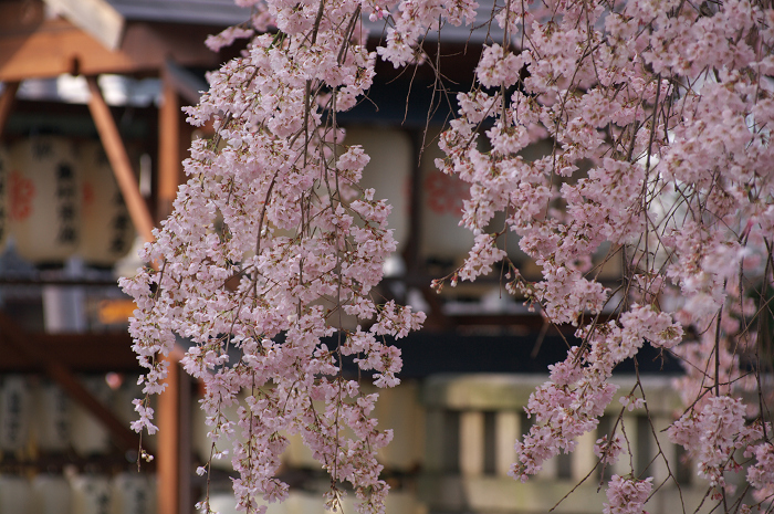 縣神社のあがた桜(宇治・縣神社)_f0155048_23363262.jpg