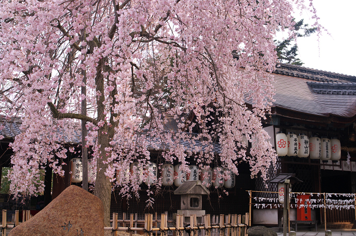 縣神社のあがた桜(宇治・縣神社)_f0155048_2336585.jpg