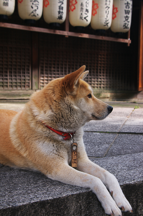 縣神社のあがた桜(宇治・縣神社)_f0155048_2346936.jpg