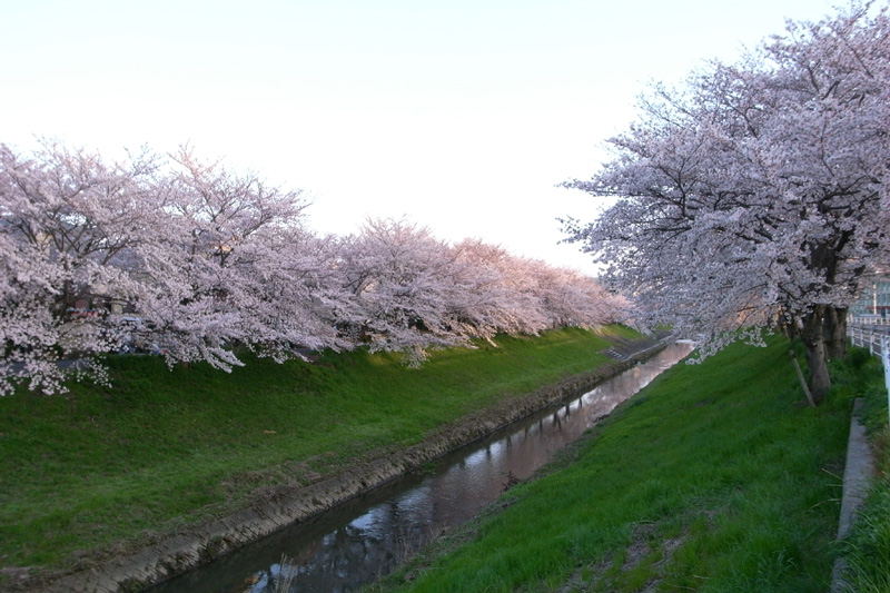 今年の桜 4/3_a0134950_23385287.jpg