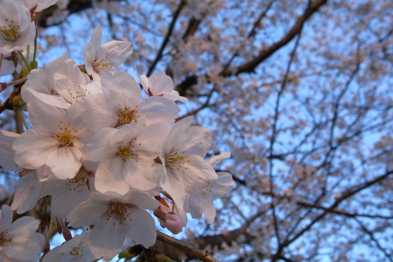 今年の桜 4/3_a0134950_2339643.jpg