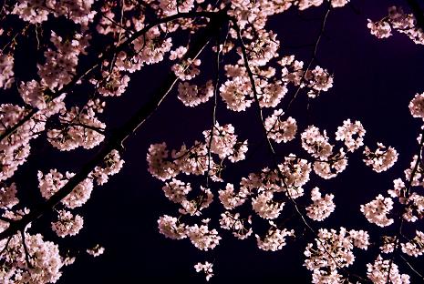 たまたま撮れた夜桜_c0089950_1171946.jpg