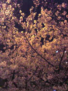 夜桜_f0167951_13224238.jpg