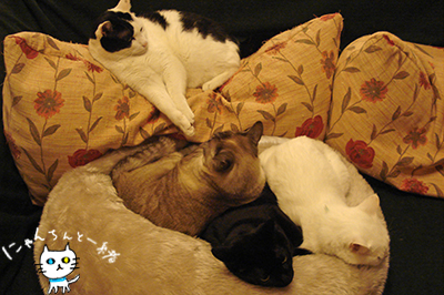 猫密度が上がる夜と、あからさまな視線_e0031853_4241611.jpg