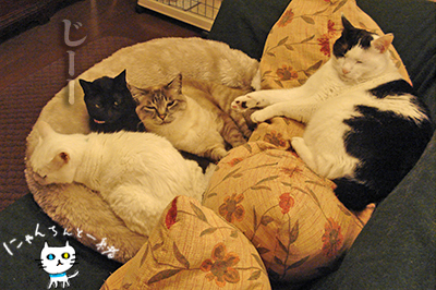 猫密度が上がる夜と、あからさまな視線_e0031853_426632.jpg