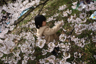 お花見は砧公園_c0067454_21332.jpg