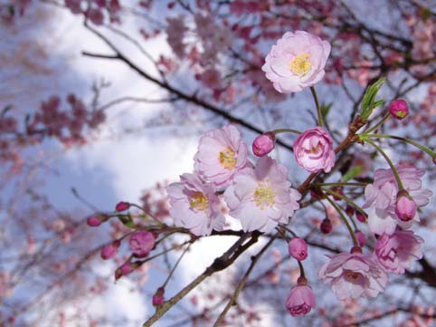 嵐山　お花見日和です！_a0090855_1637159.jpg