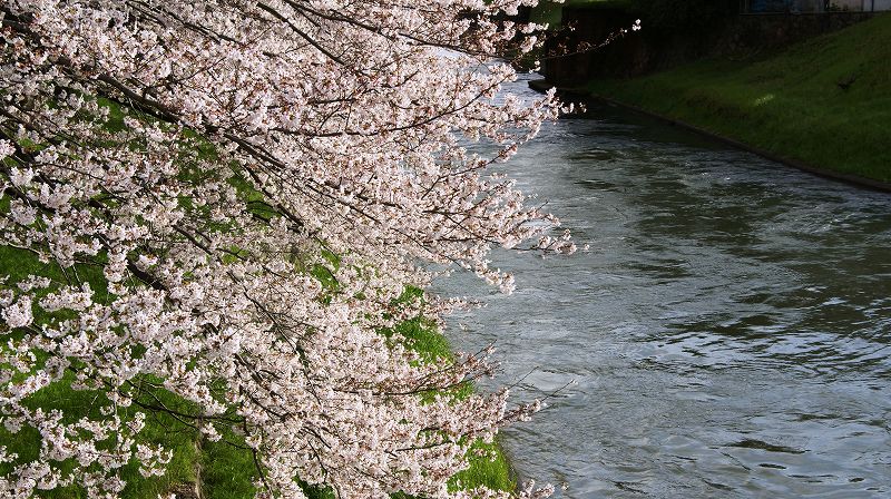 都路の桜便り２０１０ （伏見 墨染発電所界隈、墨染寺の桜 ） (2010年04月04日)_c0119555_2039856.jpg