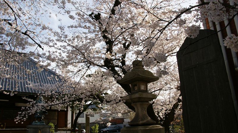 都路の桜便り２０１０ （伏見 墨染発電所界隈、墨染寺の桜 ） (2010年04月04日)_c0119555_20434369.jpg