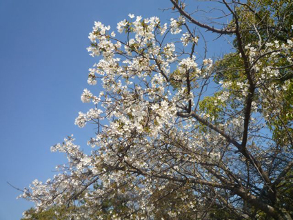 e0147757_2391339.jpg