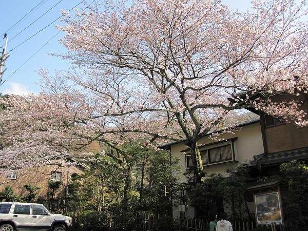 2010年4月3日　かねよの桜実況中継_c0078659_15165897.jpg