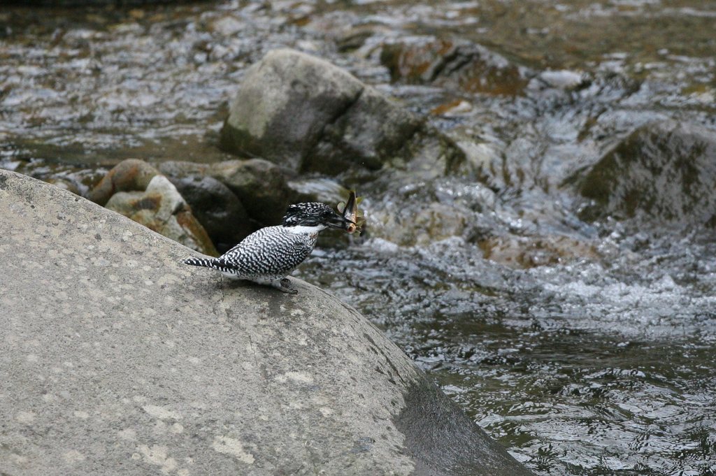 深山で餌捕ー雄（在庫から・・・）_f0132959_21313784.jpg