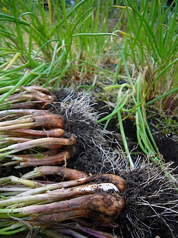 ワケギの株分け 植えかえなど 百一姓blog