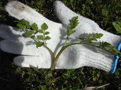 f0147759_10103825.jpg