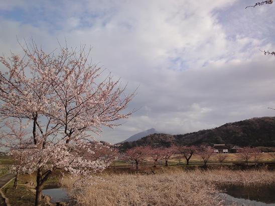 今朝の大池の桜、開花状況_b0124462_8141078.jpg