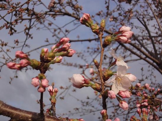 今朝の大池の桜、開花状況_b0124462_8153923.jpg