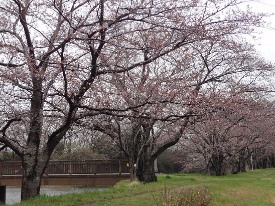 今朝の大池の桜、開花状況_b0124462_8205166.jpg