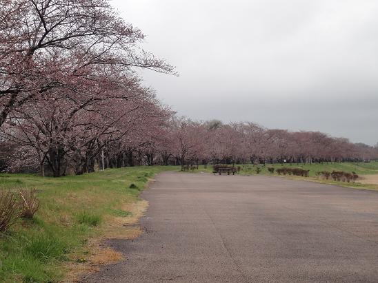 今朝の大池の桜、開花状況_b0124462_820743.jpg