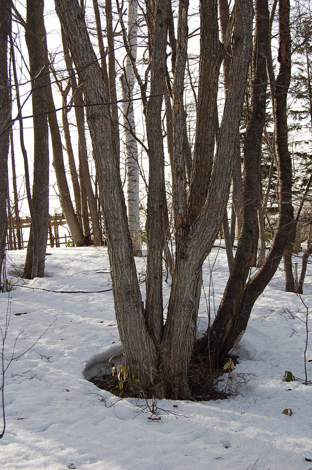 平岡公園の雪も少しとけて　　　2010　4／3_e0120466_14523448.jpg