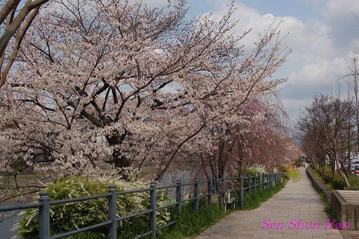 鴨川の桜_a0164068_2324125.jpg