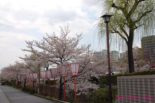 鴨川の桜_a0164068_23261998.jpg