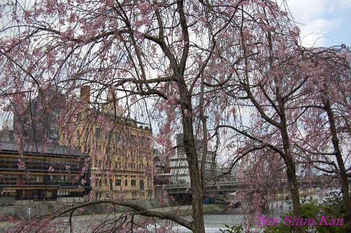 鴨川の桜_a0164068_23275580.jpg