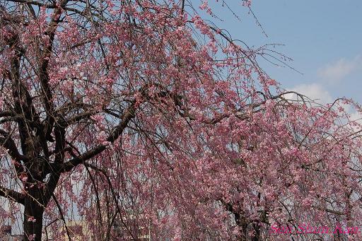 鴨川の桜_a0164068_23311238.jpg