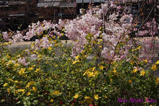 鴨川の桜_a0164068_2332361.jpg