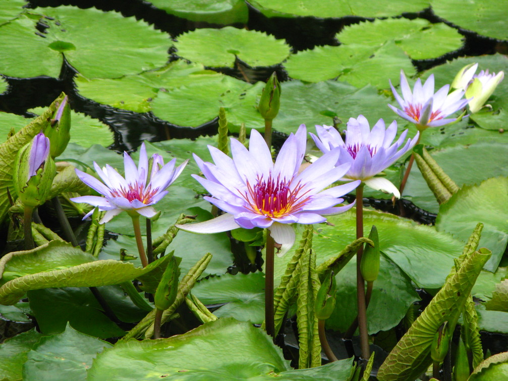 神戸花鳥園・・・お花編_a0114469_19303365.jpg