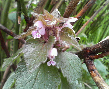 神田川上水公園の花たち_e0035469_1122750.jpg