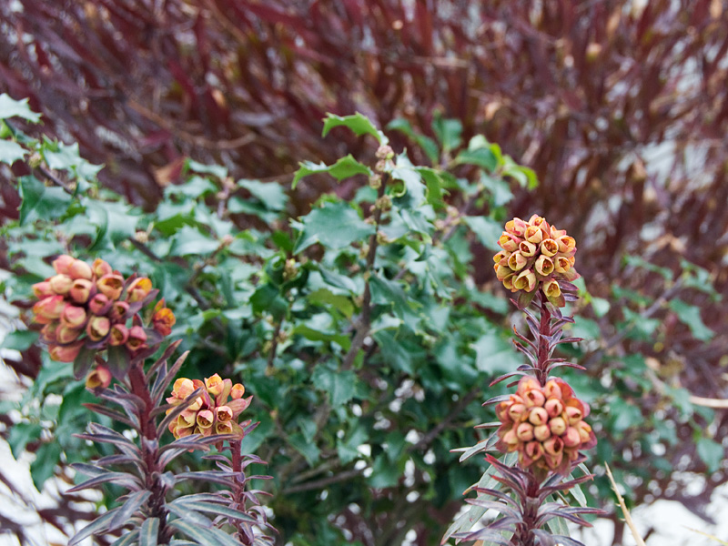 ユーフォルビアの花いろいろ ^^_f0191870_17462047.jpg