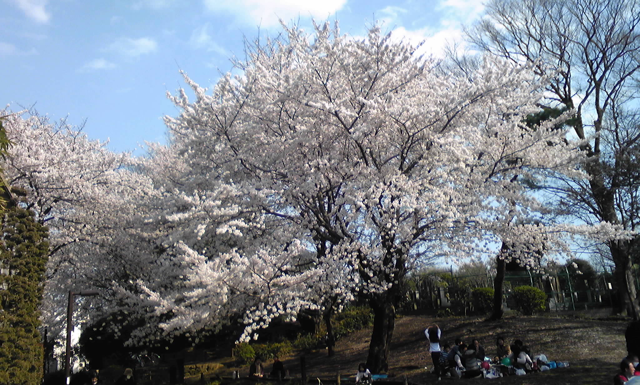 桜、桜、さくら～!!_c0200971_188418.jpg