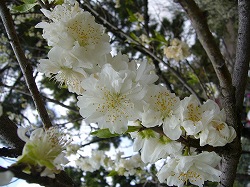 御所周り散策：護王神社，御所（お花見），新島襄宅_f0163873_0541473.jpg