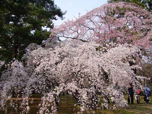 御所周り散策：護王神社，御所（お花見），新島襄宅_f0163873_12291.jpg