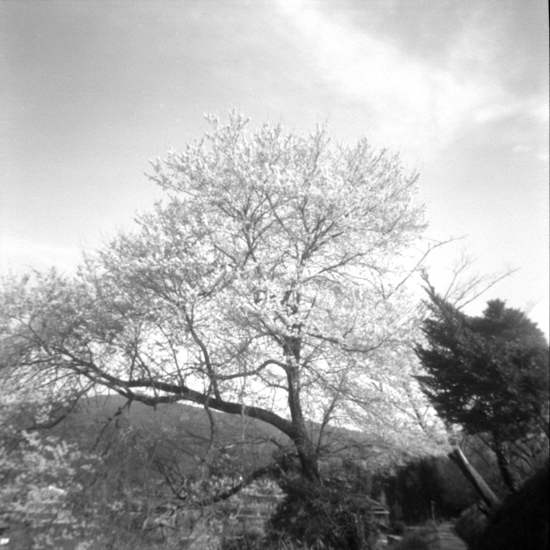 針穴 桜_c0054876_17114872.jpg
