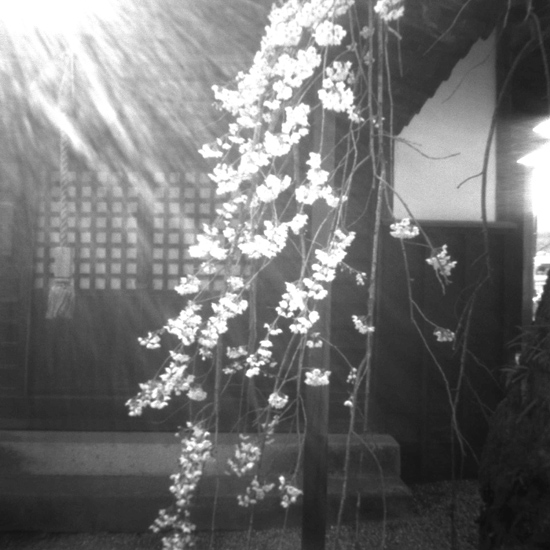 針穴 桜_c0054876_17795.jpg