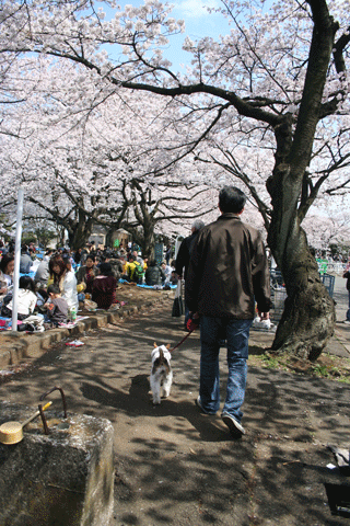 お花見ー緑が丘霊園ー_c0070377_2258489.gif