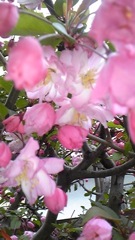 桜と花海棠_a0130778_21251366.jpg