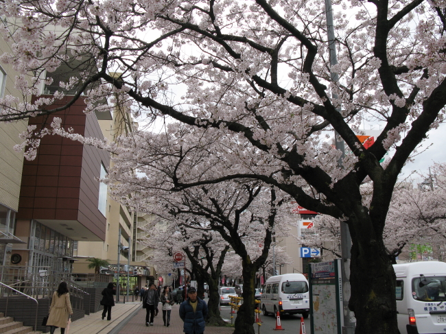 お花見のシーズンⅠ_a0085679_14365767.jpg