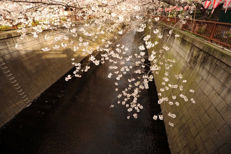 桜見物＠目黒川_d0056382_23522484.jpg