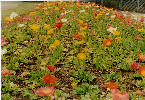 ◆花の美術館(庭園) ~CANON FTb+CANON LENS New FD35-70mm F4_e0174382_21195219.jpg