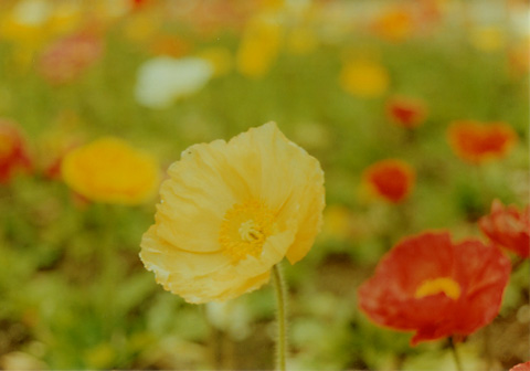 ◆花の美術館(庭園) ~CANON FTb+CANON LENS New FD35-70mm F4_e0174382_21201694.jpg
