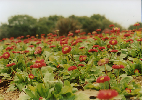 ◆花の美術館(庭園) ~CANON FTb+CANON LENS New FD35-70mm F4_e0174382_2120283.jpg