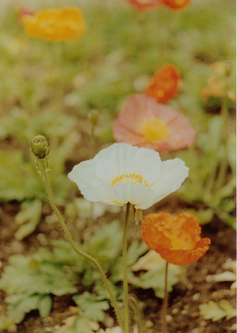 ◆花の美術館(庭園) ~CANON FTb+CANON LENS New FD35-70mm F4_e0174382_2120597.jpg
