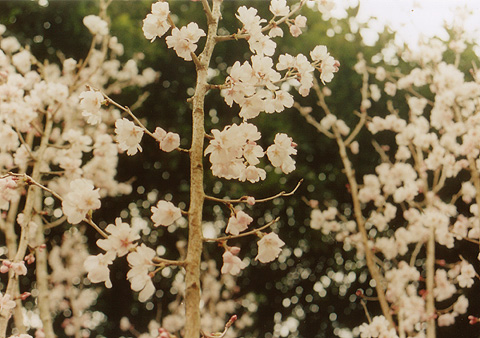 ◆花の美術館(庭園) ~CANON FTb+CANON LENS New FD35-70mm F4_e0174382_2122029.jpg