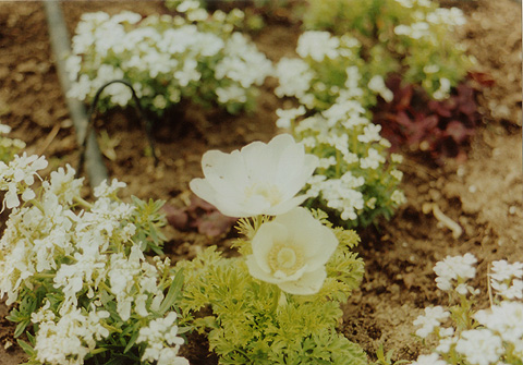 ◆花の美術館(庭園) ~CANON FTb+CANON LENS New FD35-70mm F4_e0174382_21222512.jpg
